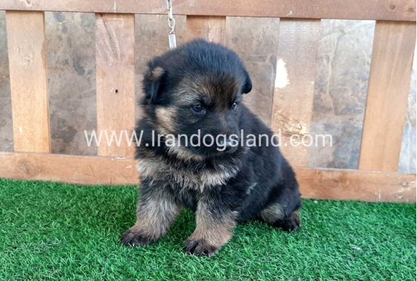 ---german-shepherd-38_12
