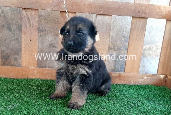 ---german-shepherd-38_13