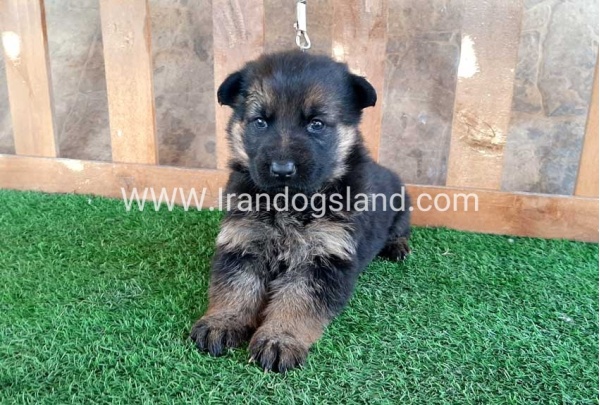 ---german-shepherd-38_3