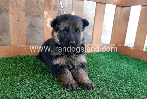 ---german-shepherd-38_4