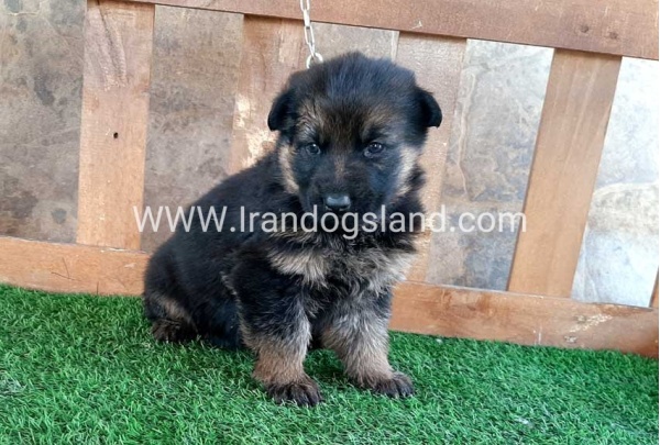 ---german-shepherd-38_5