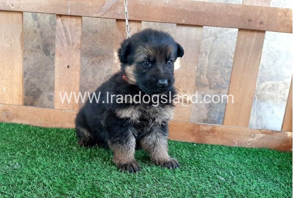 ---german-shepherd-38_6