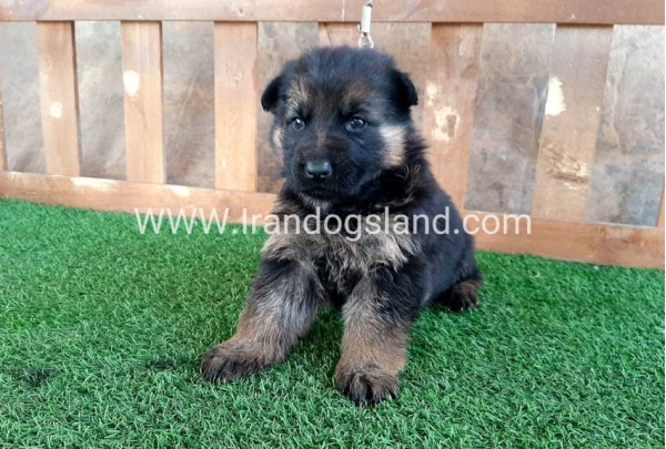 ---german-shepherd-38_7