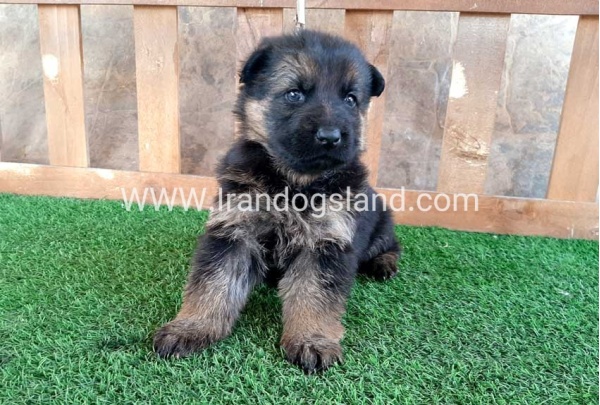 ---german-shepherd-38_8
