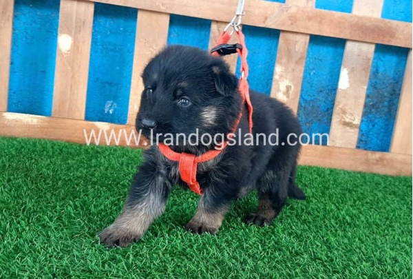---german-shepherd-41_4