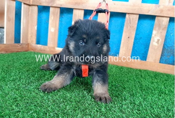 ---german-shepherd-41_7
