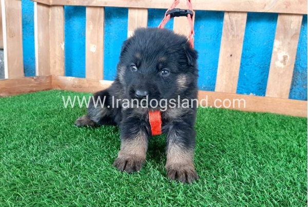 ---german-shepherd-41_8