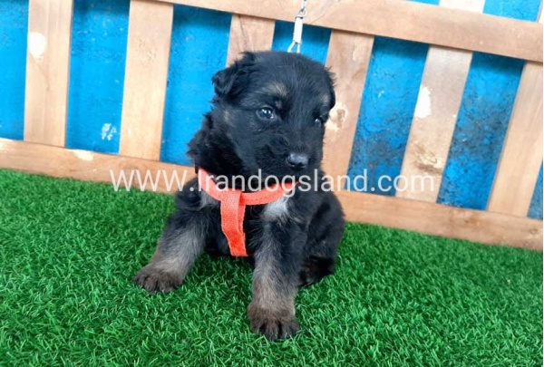 ---german-shepherd-42_10