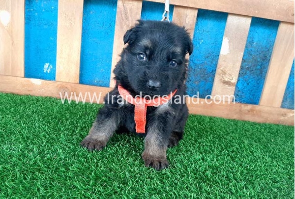 ---german-shepherd-42_9