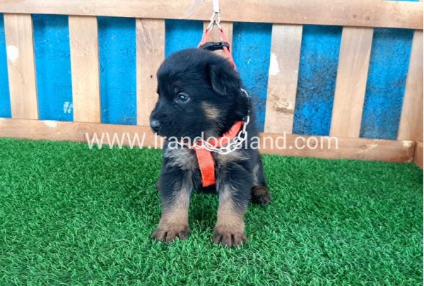 ---german-shepherd-43_1