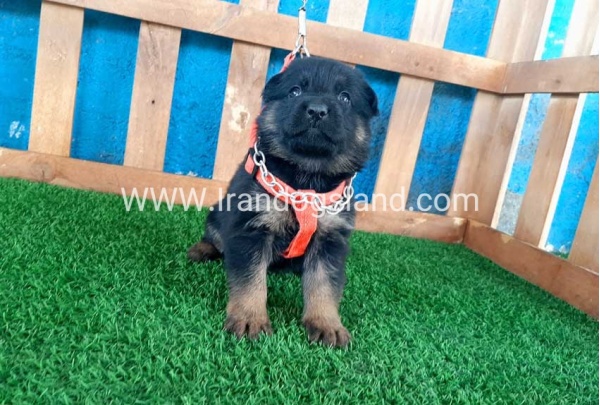 ---german-shepherd-43_2