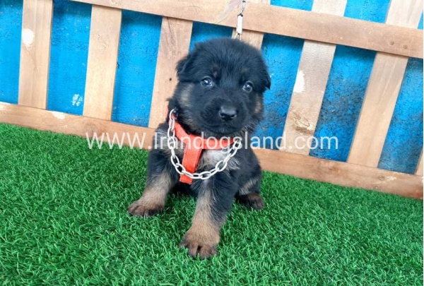 ---german-shepherd-43_4