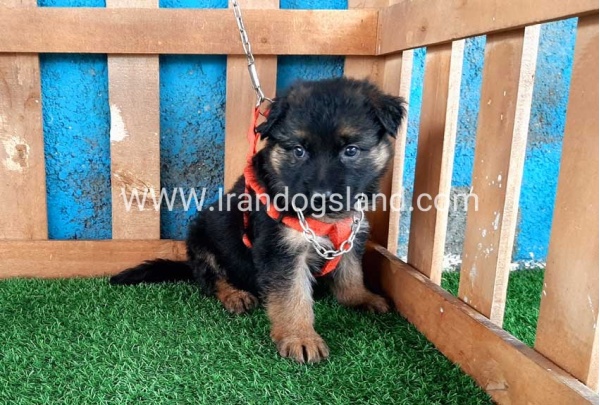 ---german-shepherd-47_2
