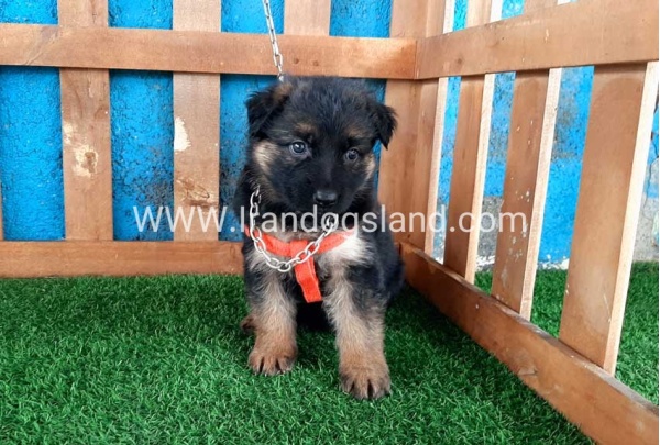 ---german-shepherd-47_3