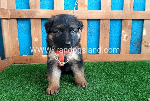 ---german-shepherd-47_4