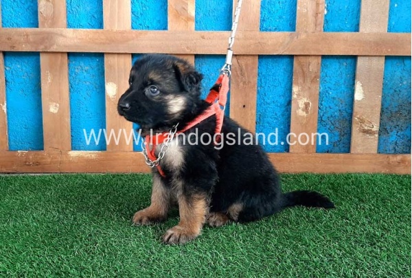 ---german-shepherd-47_5