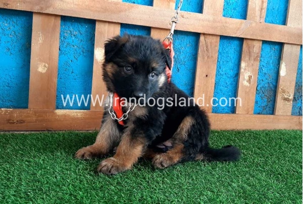 ---german-shepherd-47_6