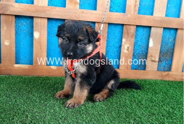 ---german-shepherd-47_9