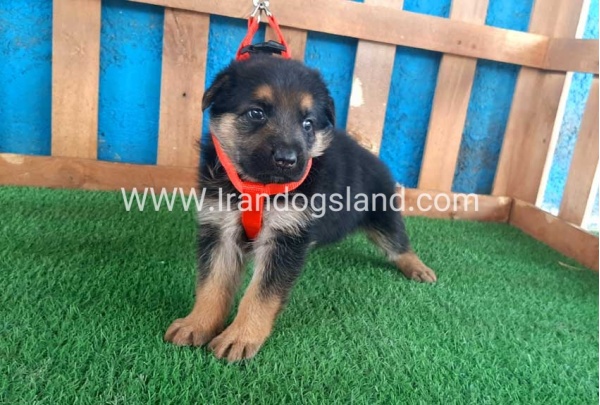 ---german-shepherd-52_1