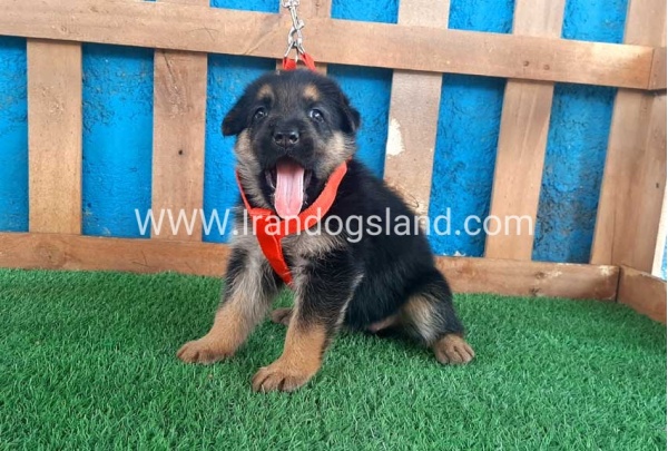 ---german-shepherd-52_2