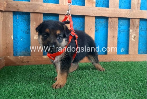 ---german-shepherd-52_4