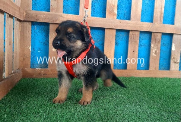 ---german-shepherd-52_5