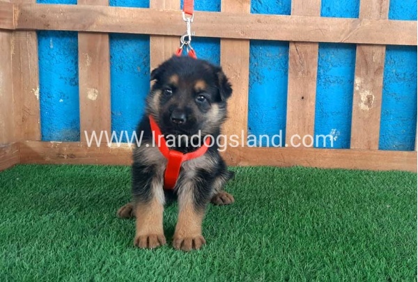 ---german-shepherd-52_6