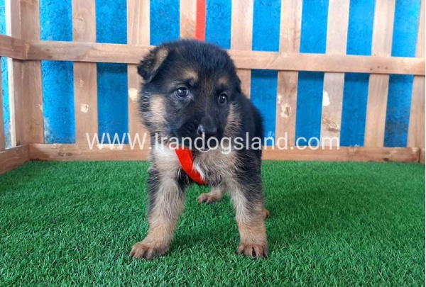 ---german-shepherd-54_1