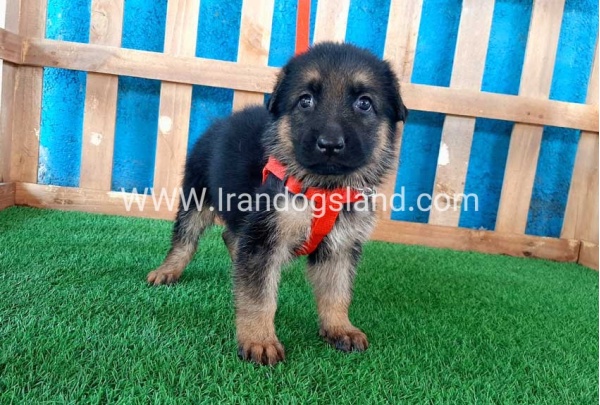 ---german-shepherd-54_10