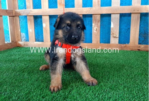 ---german-shepherd-54_3