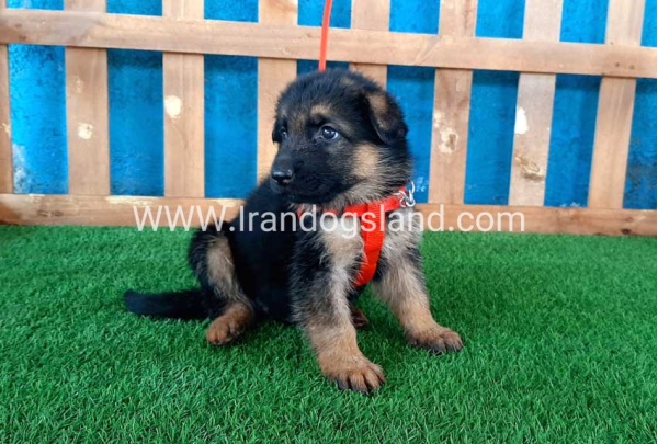---german-shepherd-54_4