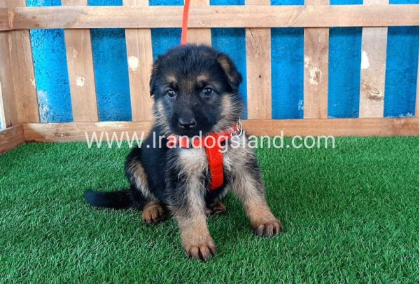 ---german-shepherd-54_5