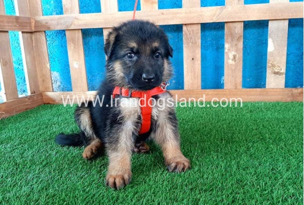 ---german-shepherd-54_6