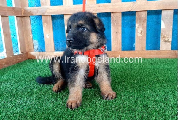 ---german-shepherd-54_7