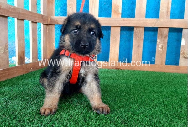 ---german-shepherd-54_8