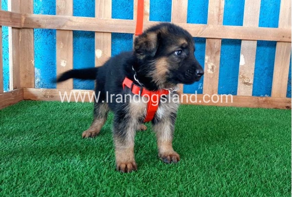 ---german-shepherd-54_9