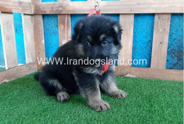 ---german-shepherd-59_10