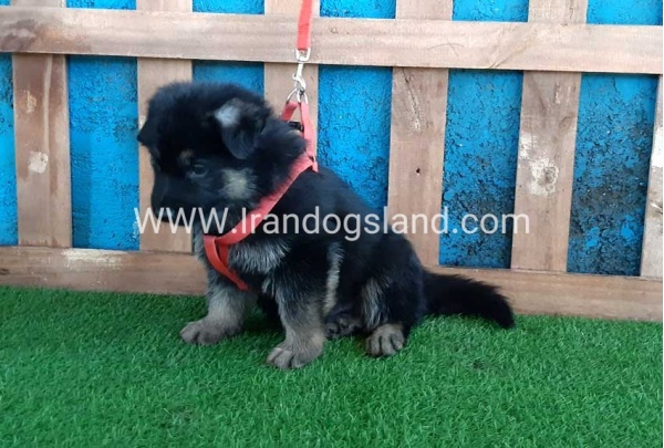 ---german-shepherd-59_12