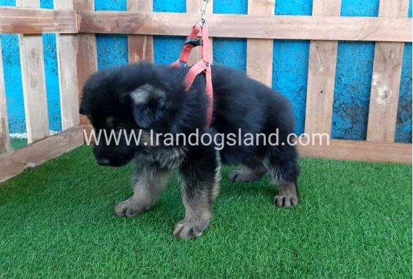 ---german-shepherd-59_3