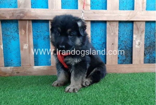 ---german-shepherd-59_7