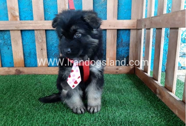 ---german-shepherd-60_10