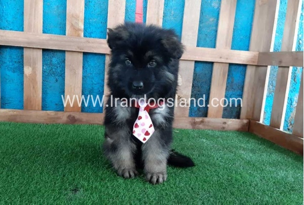 ---german-shepherd-60_11