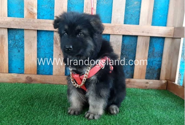 ---german-shepherd-60_2