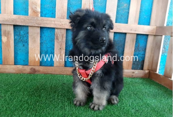---german-shepherd-60_3