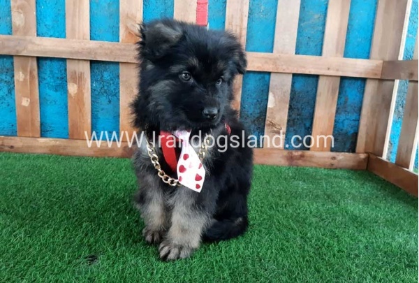 ---german-shepherd-60_5
