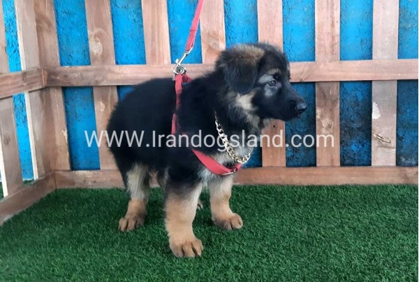 ---german-shepherd-61_10