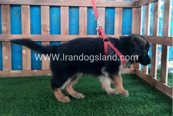 ---german-shepherd-61_11