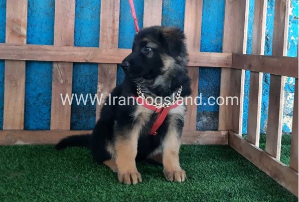 ---german-shepherd-61_12