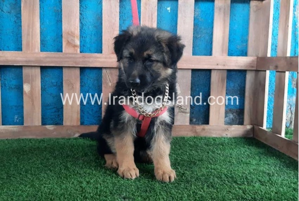 ---german-shepherd-61_2