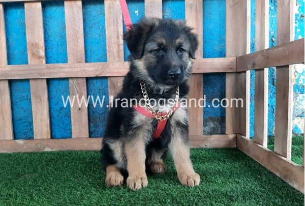 ---german-shepherd-61_3